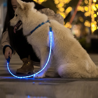 Hundkoppel med LED-ljus för kvällspromenader